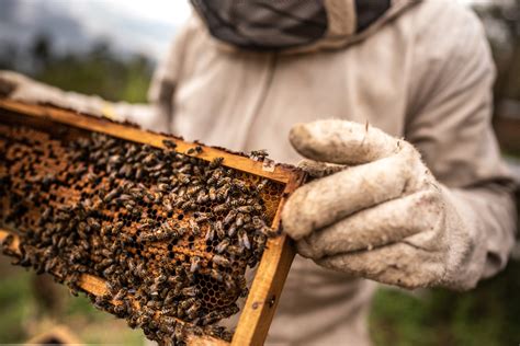 Professional Honey Bee Removal Manassas, VA 